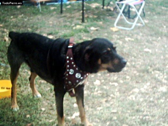 Foto del perro Coti
