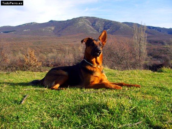 Foto del perro Nika