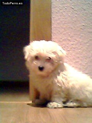 Foto del perro Tara