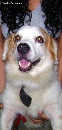 Foto del perro Sebastian