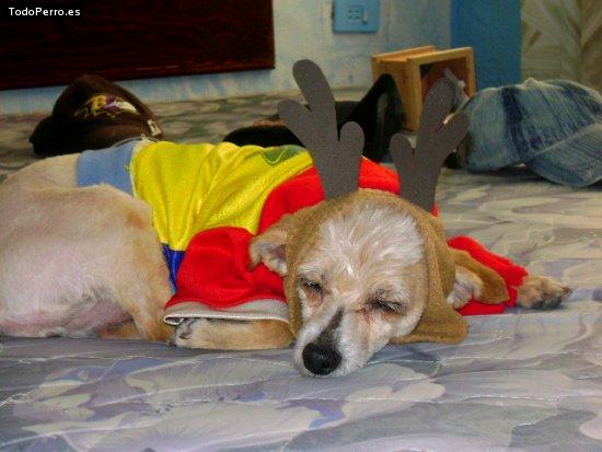 Foto del perro Susi