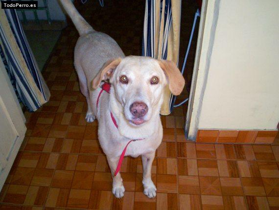 Foto del perro Natasha