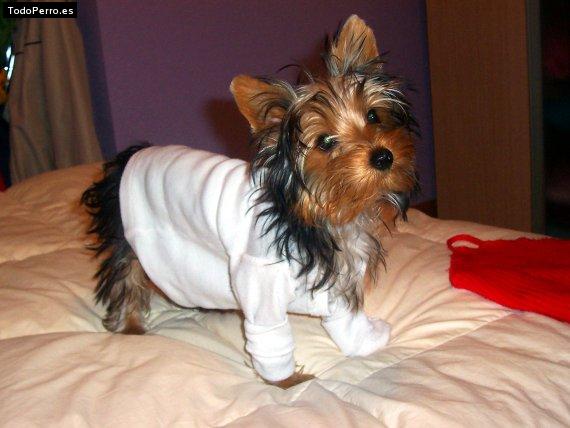 Foto del perro Robi