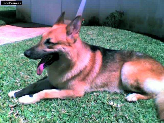 Foto del perro Buzz