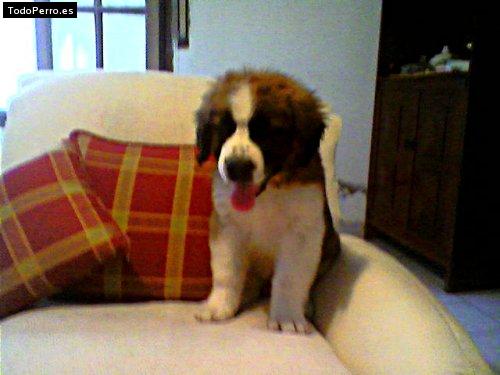 Foto del perro Uma