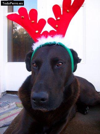 Foto del perro Bob