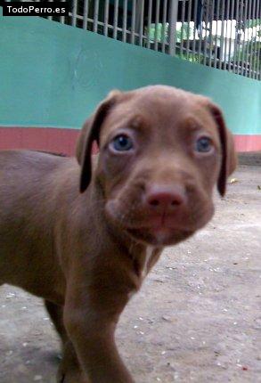 La foto del perro Chocolate Foto del perro Chocolate