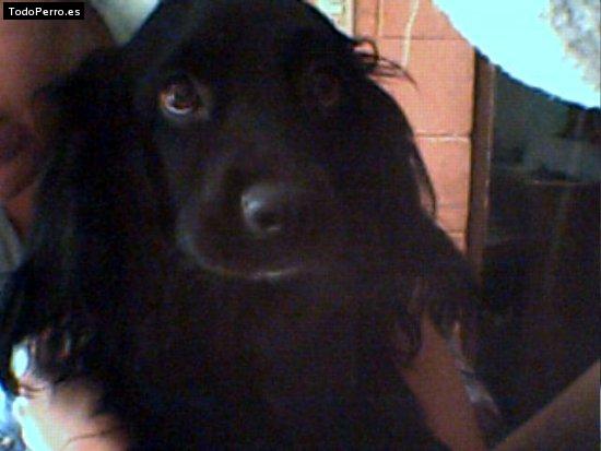 Foto del perro Boni