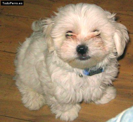 Foto del perro Spyke