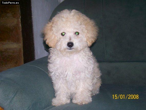 Foto del perro Bais