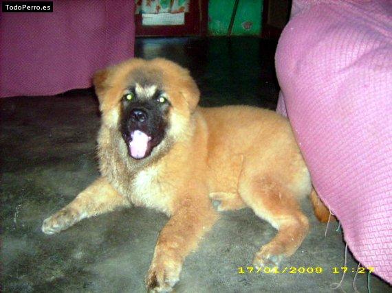 La foto del perro Coki Foto del perro Coki