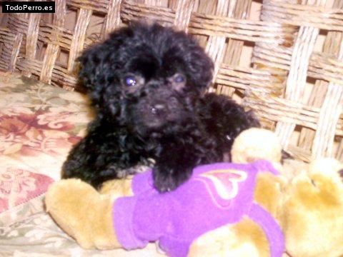 Foto del perro Skip