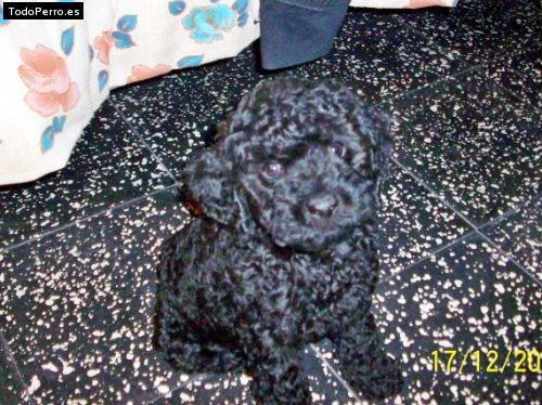 Foto del perro Mora