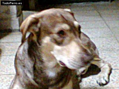 Foto del perro Tito