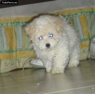 La foto del perro Juanita Foto del perro Juanita