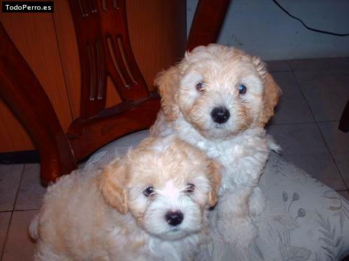 Foto del perro Bono