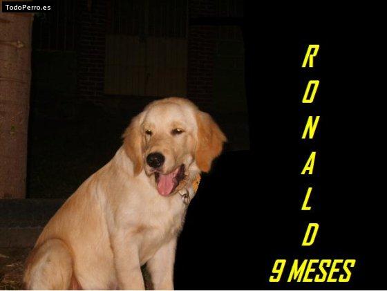 Foto del perro Ronald