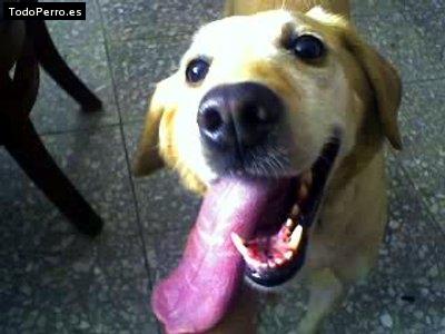 La foto del perro Camila Foto del perro Camila