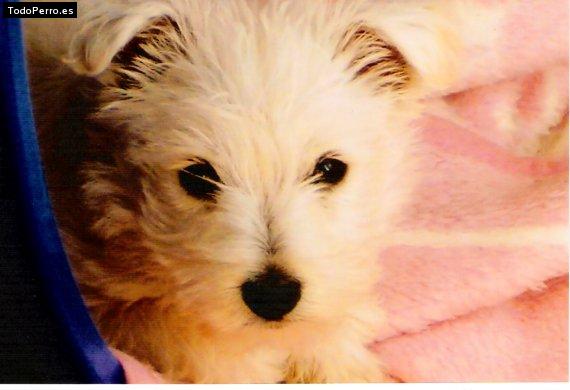 Foto del perro Teddy