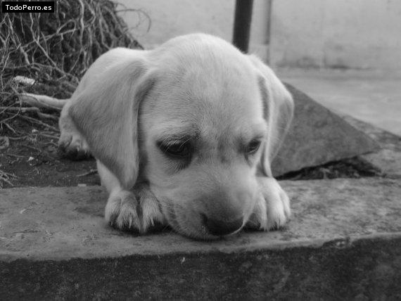 Foto del perro Ezra