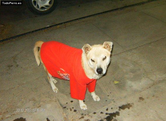 Foto del perro Bibi