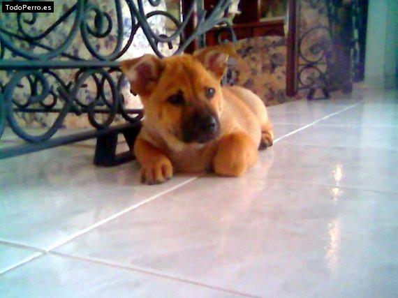Foto del perro Socrates