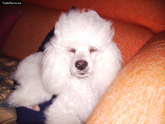 Foto del perro Noa