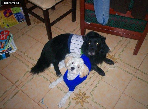 Foto del perro Negrito