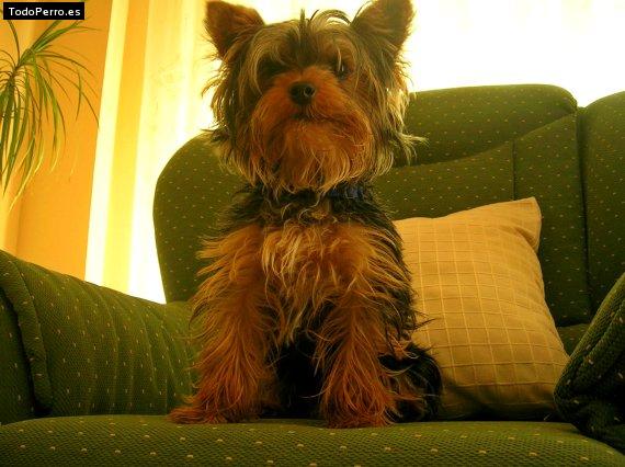 Foto del perro Nino