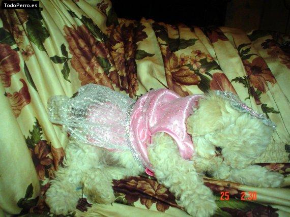 Foto del perro Sasy