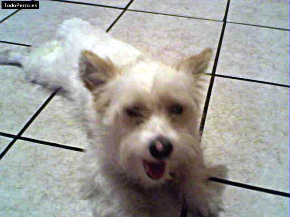 Foto del perro Niko