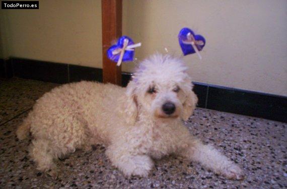 Foto del perro Tita