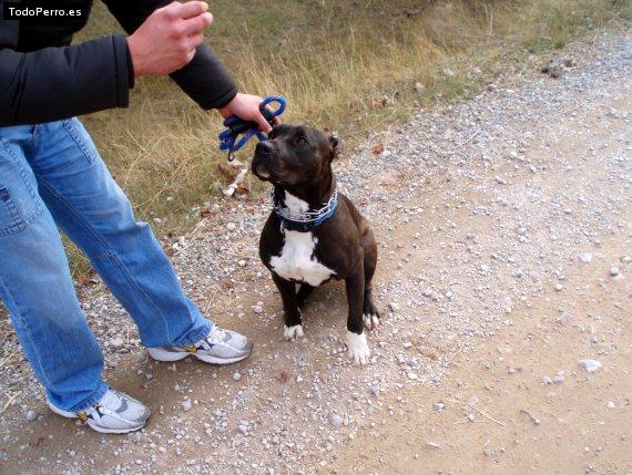 Foto del perro Kira