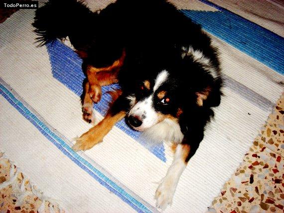 Foto del perro Beethoven
