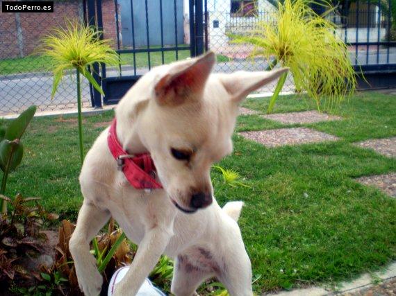 Foto del perro Susana