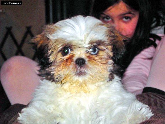 Foto del perro Eiko