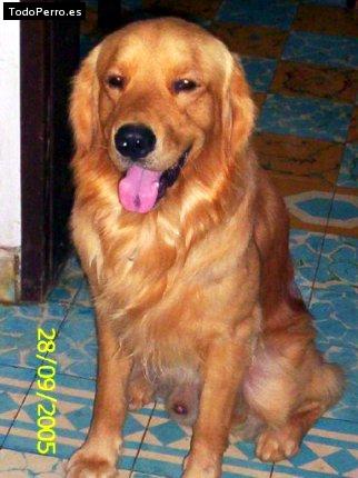 Foto del perro Ronald