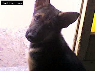 Foto del perro Bruno