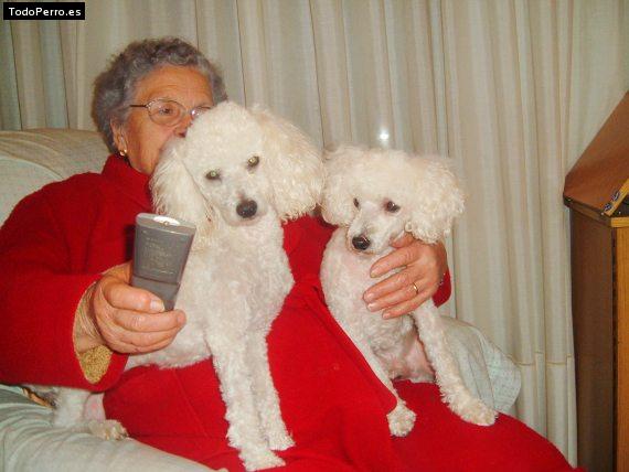 Foto del perro Nita y spuk