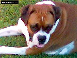 Foto del perro Carola