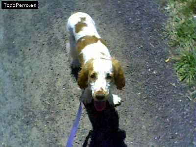 Foto del perro Reina