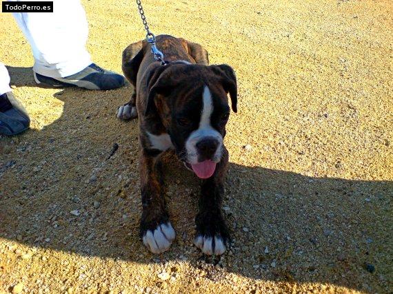 Foto del perro Tango