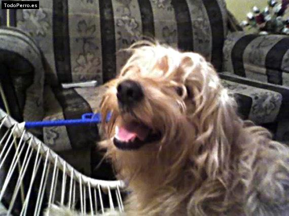 La foto del perro Cocky Foto del perro Cocky