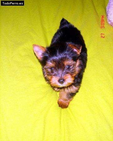 Foto del perro Ruyna