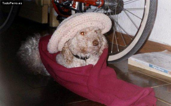 La foto del perro Heavy Foto del perro Heavy