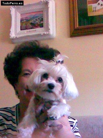 Foto del perro Chiqui