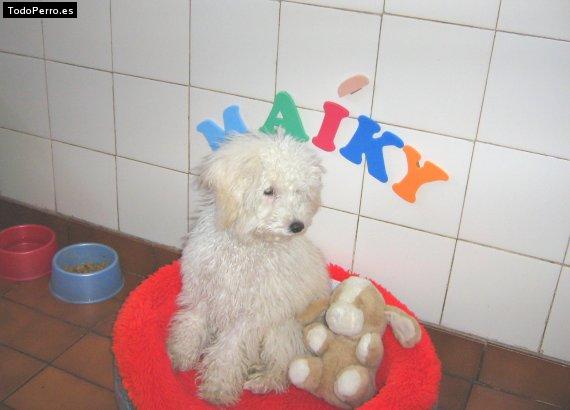 Foto del perro Maiky