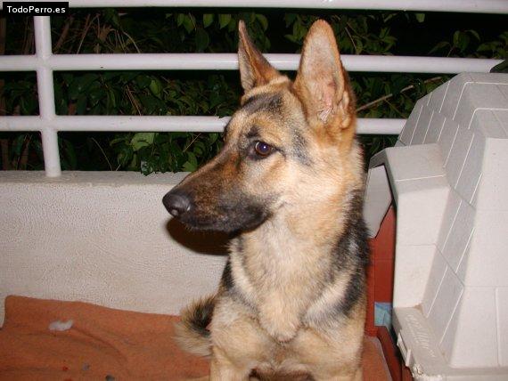 Foto del perro Shiva