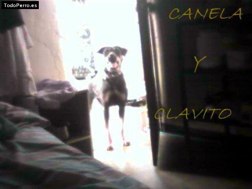 Foto del perro Canela