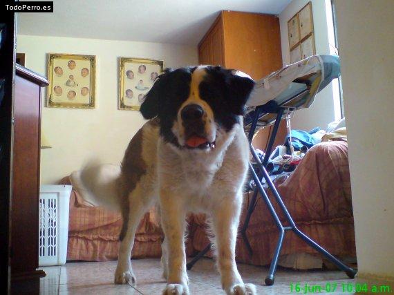 Foto del perro Camila